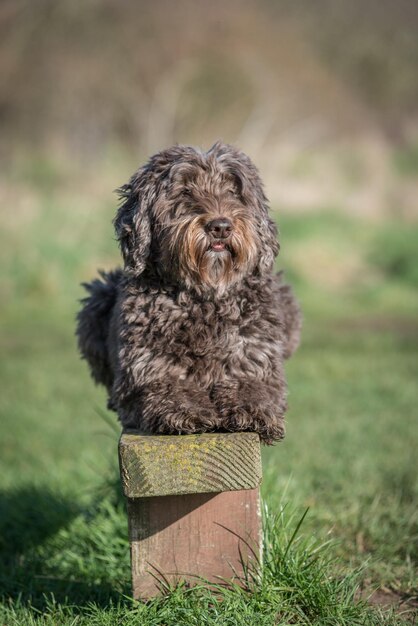 Foto portret van een hond op het veld