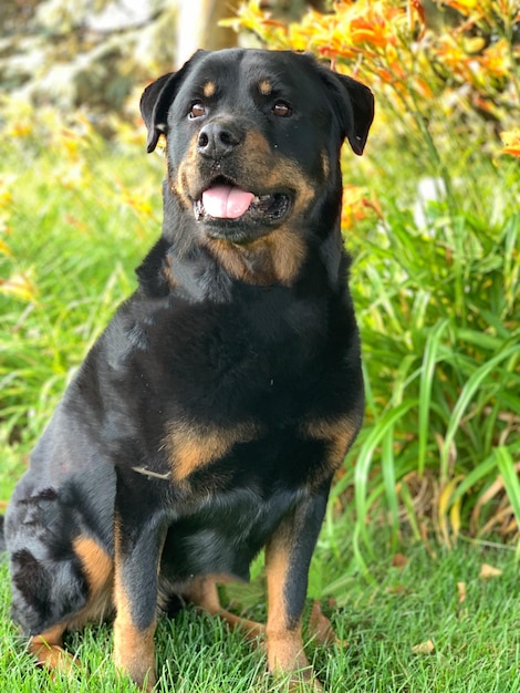 Foto portret van een hond op het veld