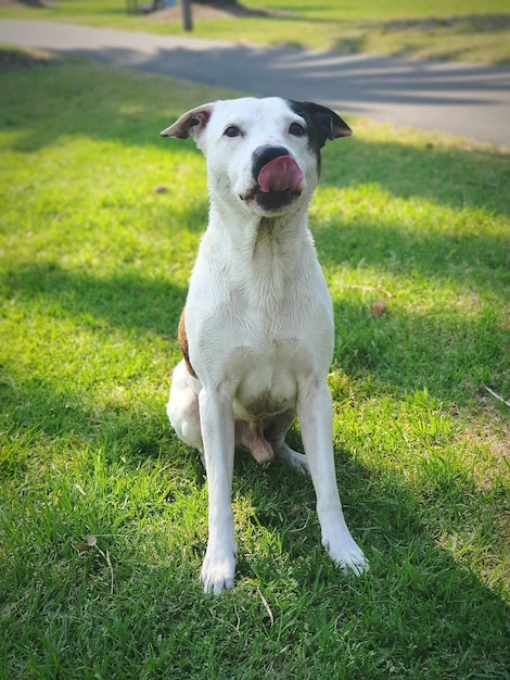 Portret van een hond op het veld