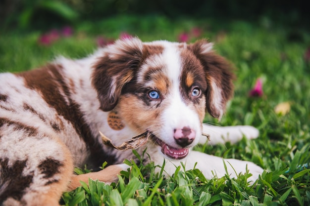 Portret van een hond op het veld