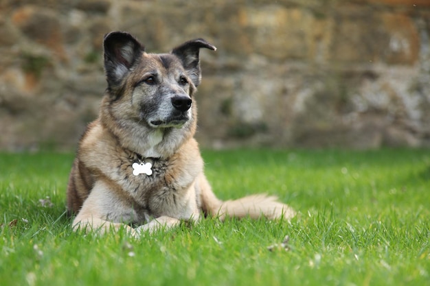 Portret van een hond op het veld