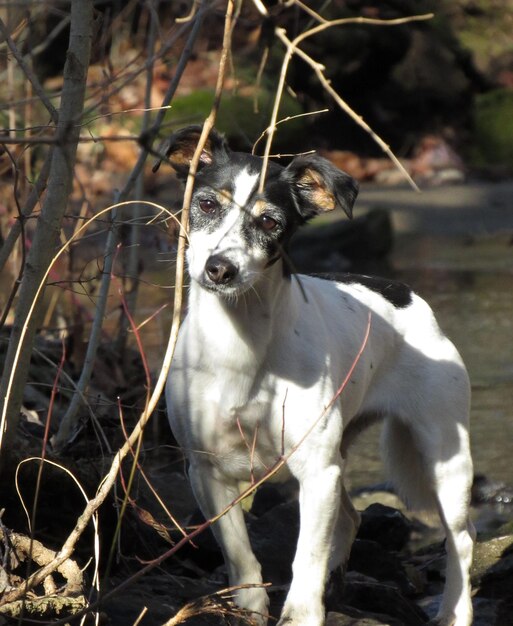 Foto portret van een hond op het veld