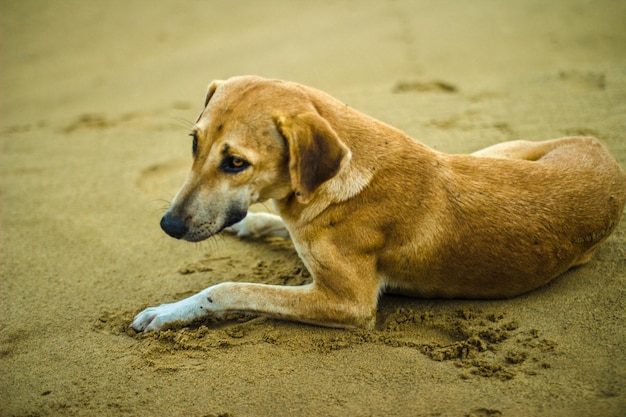 Portret van een hond op het zand op het strand
