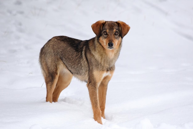 Foto portret van een hond op sneeuw bedekt land