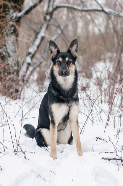 Foto portret van een hond op sneeuw