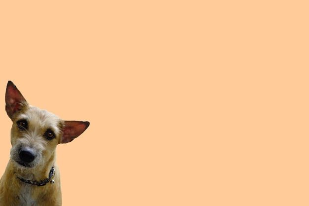 Portret van een hond tegen een oranje achtergrond