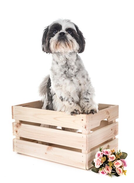 Portret van een hond tegen een witte achtergrond