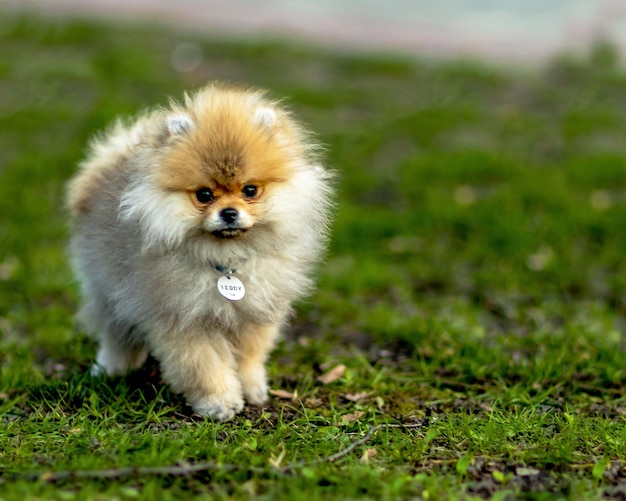 Portret van een hond van de spits