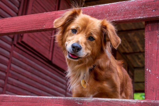 Portret van een hond van gemengd ras die met een grote glimlach naar de camera kijkt