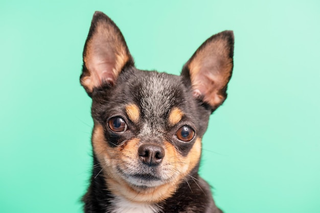 Portret van een hond van het ras Chihuahua op een groene achtergrond Hond driekleur