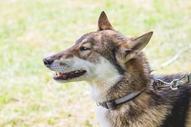 Portret van een hond van het RAS West-Siberische Laika close-up in profiel