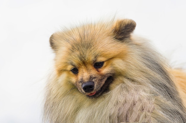 Portret van een hond voor een wandeling close-up