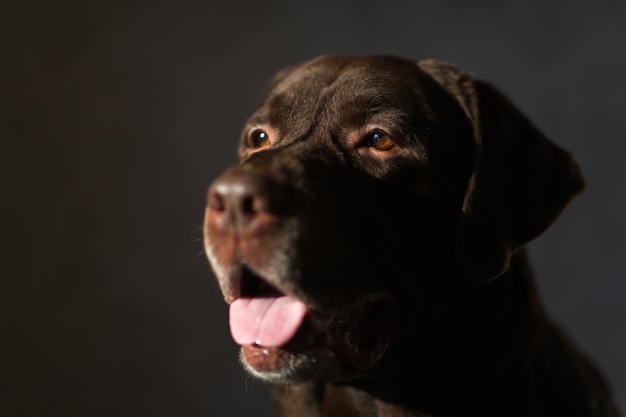 Portret van een hond zittend op een hondenmand