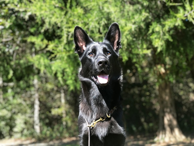 Portret van een hond