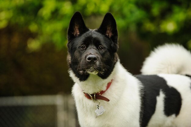 Portret van een hond