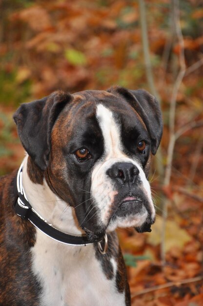 Portret van een hond