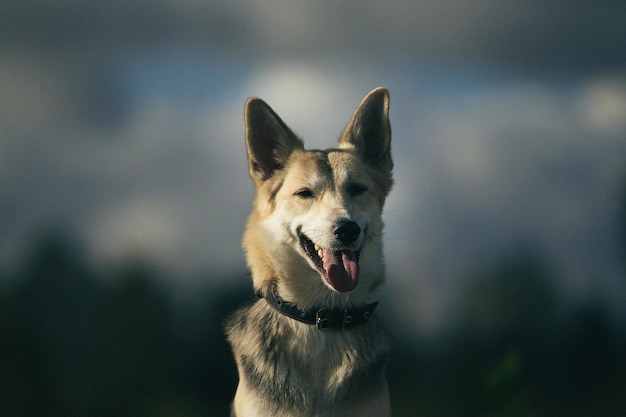 Portret van een hond