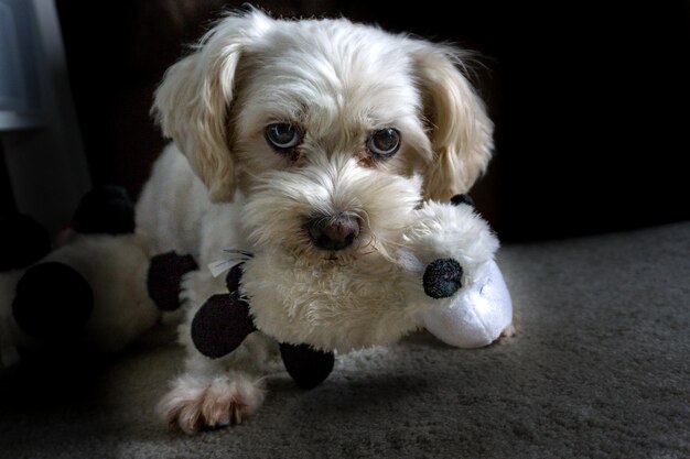 Foto portret van een hond