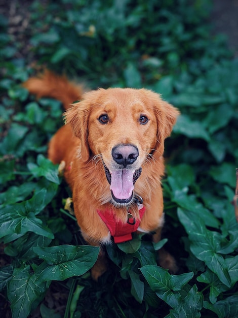 Portret van een hond