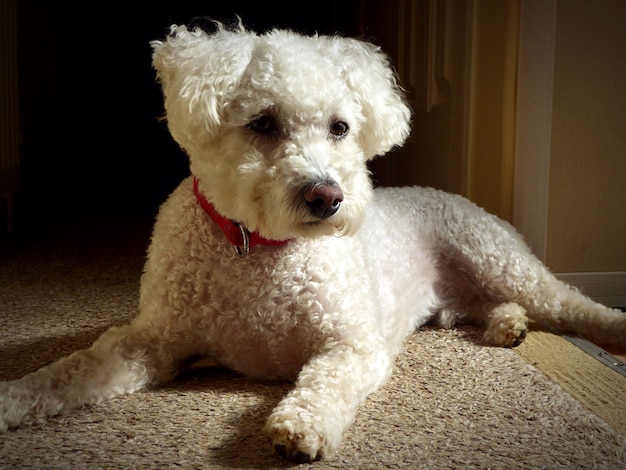 Portret van een hond