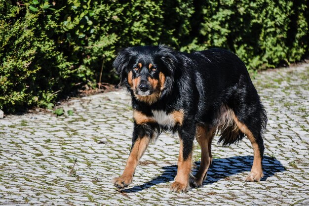 Foto portret van een hond