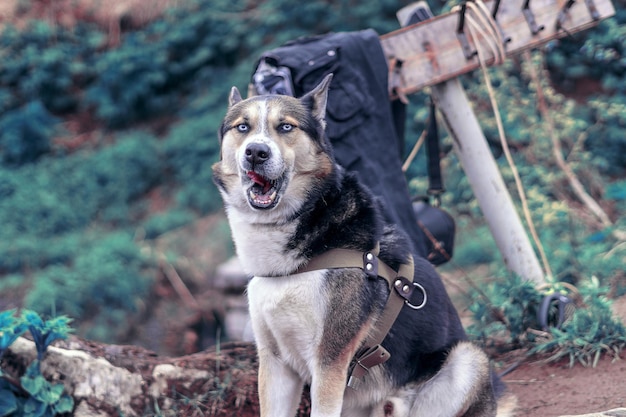 Foto portret van een hond