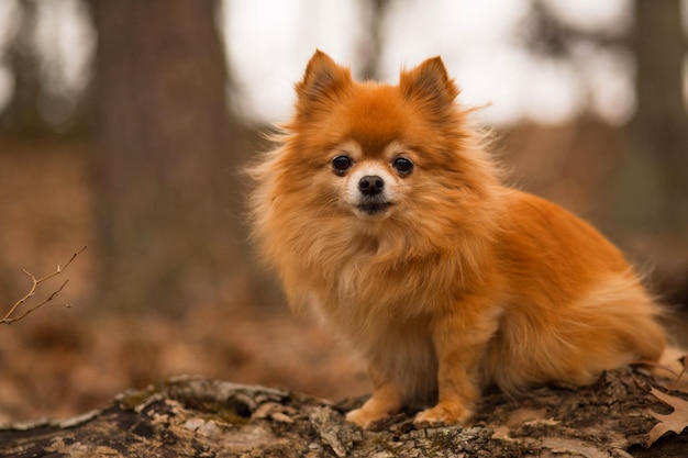 Portret van een hond
