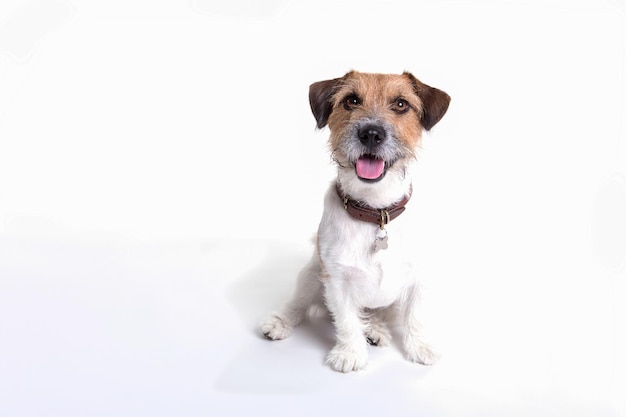 Portret van een hond