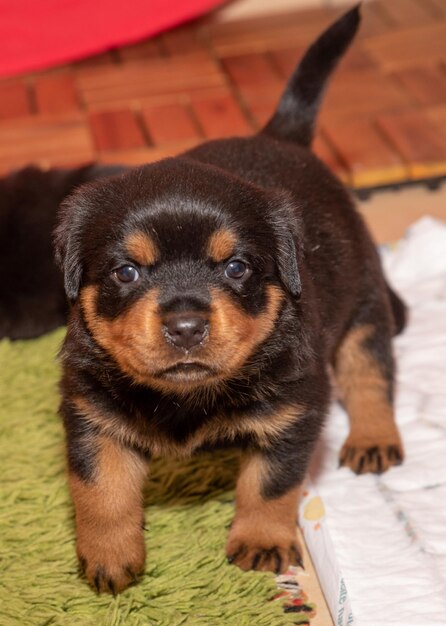 Foto portret van een hond