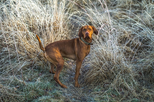 Foto portret van een hond