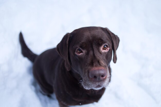 Portret van een hond