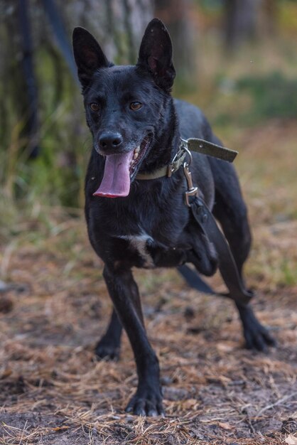 Foto portret van een hond