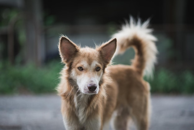 Portret van een hond