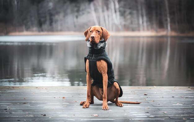 Foto portret van een hond