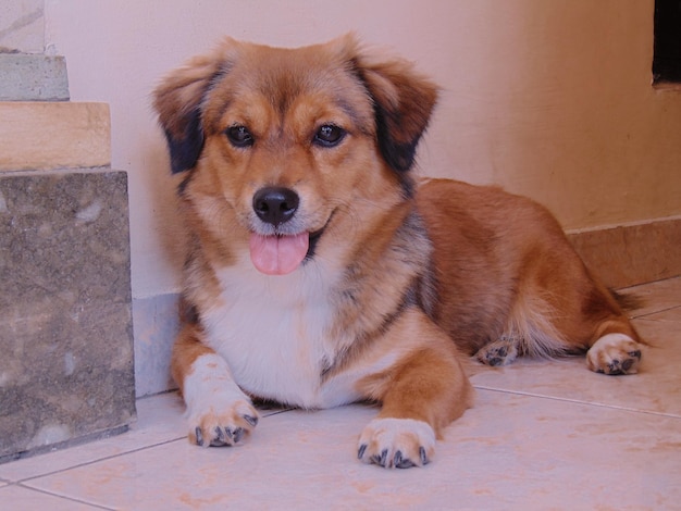 Foto portret van een hond