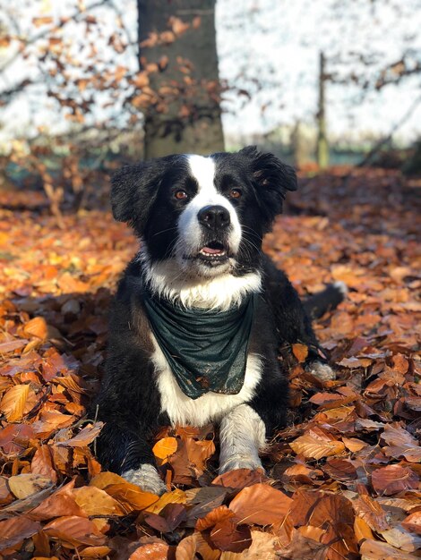 Portret van een hond