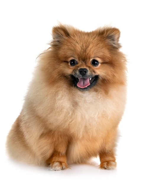 Portret van een hond