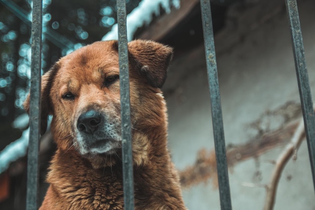 Foto portret van een hond