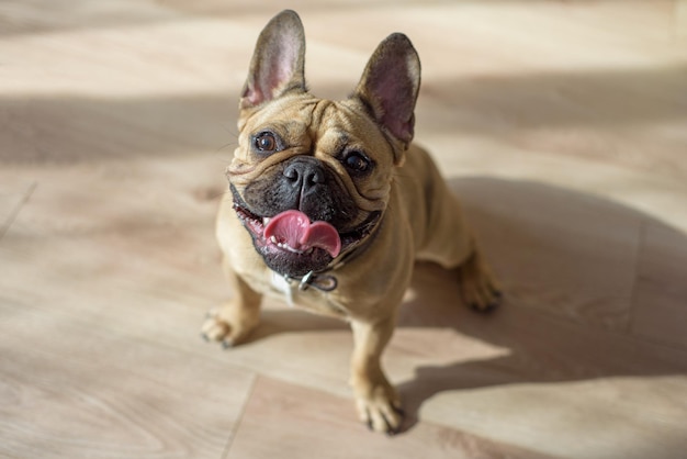 Foto portret van een hond