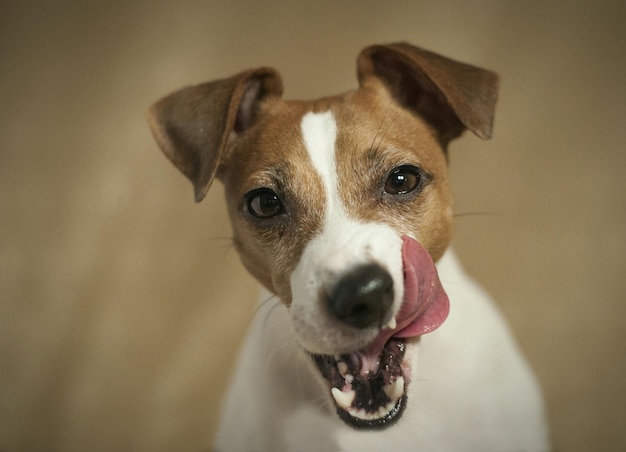 Portret van een hond