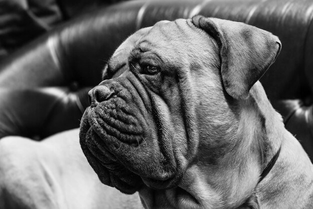 portret van een hondenmastiff close-up