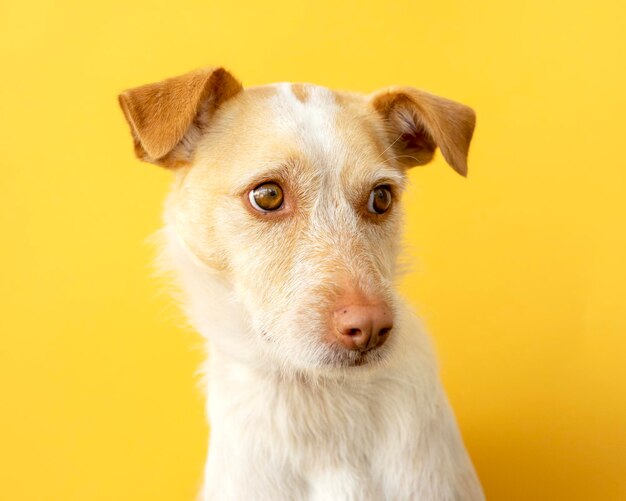 Portret van een hondenras podenco op een gele achtergrond