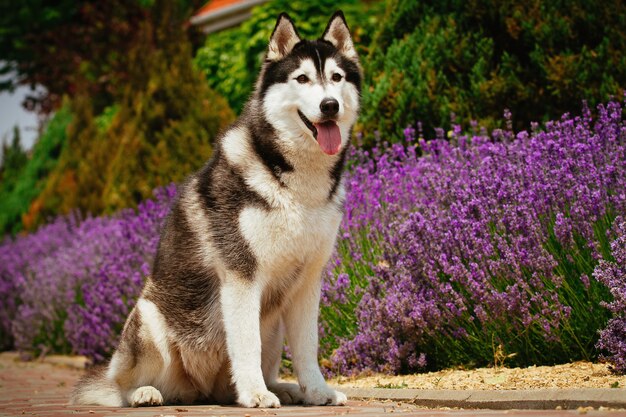 Portret van een hondenras Siberische Husky.