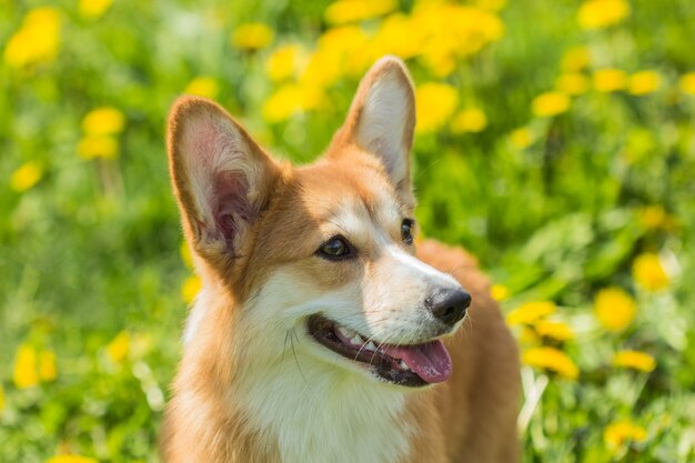 Portret van een hondenras welsh corgi op het achtergrondgebied