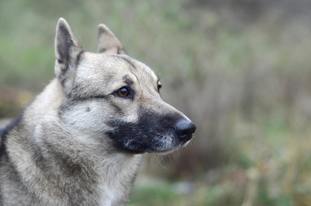 Portret van een hondenras West-Siberische Laika met groene veldachtergrond