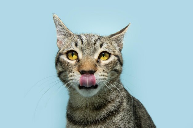 Foto portret van een hongerige kleine kat die zijn lippen met zijn tong likte geïsoleerd op een blauwe pastel achtergrond