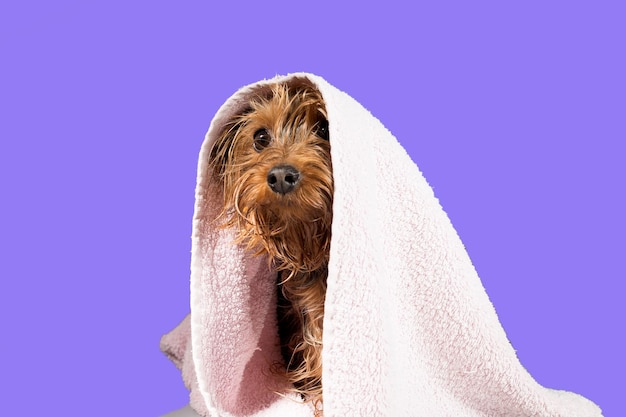 Portret van een huisdier yorkshire terriër tijdens het in toom houden en wassen met schuim