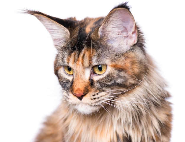 Portret van een huishoudelijk schildpad Maine Coon kitten Fluffy kitten geïsoleerd op witte achtergrond Aardige nieuwsgierige jonge kat die zit en wegkijkt