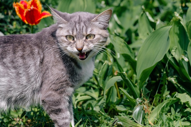 Portret van een huiskat die in de groene tuin loopt Close-up van een poes die van de natuur geniet