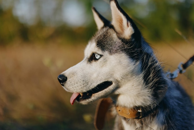 Portret van een husky-hond in de natuur in het herfstgras met zijn tong die uit vermoeidheid steekt in de zonsonderganggelukshond